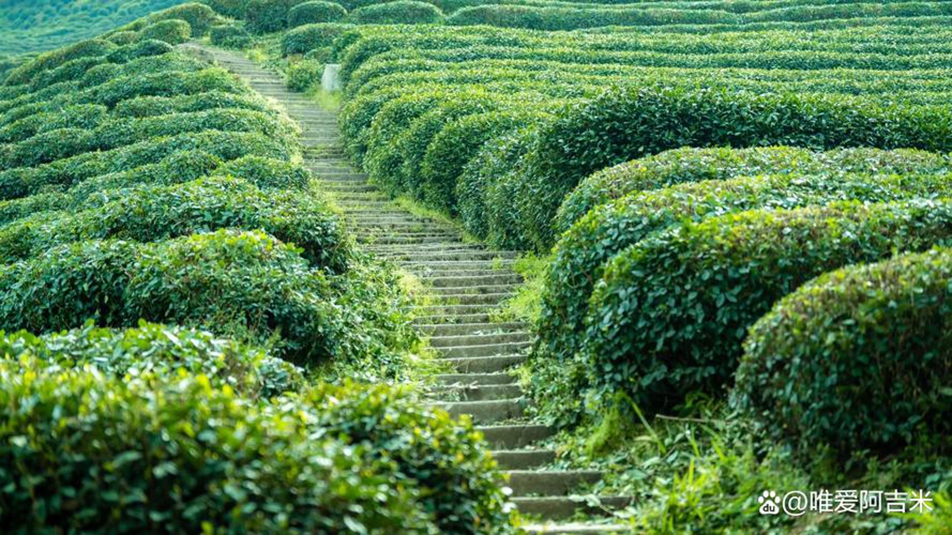 好龙井茶