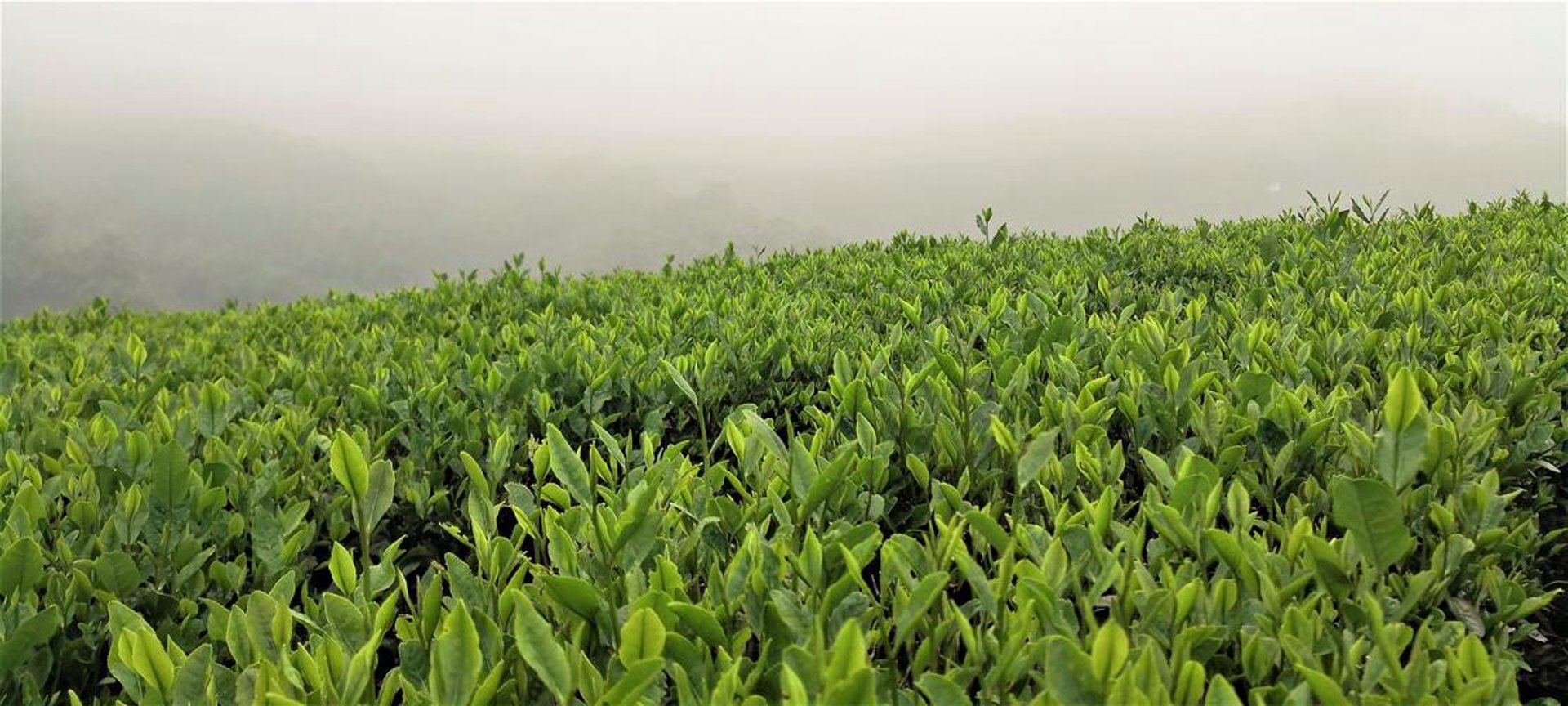 好龙井茶