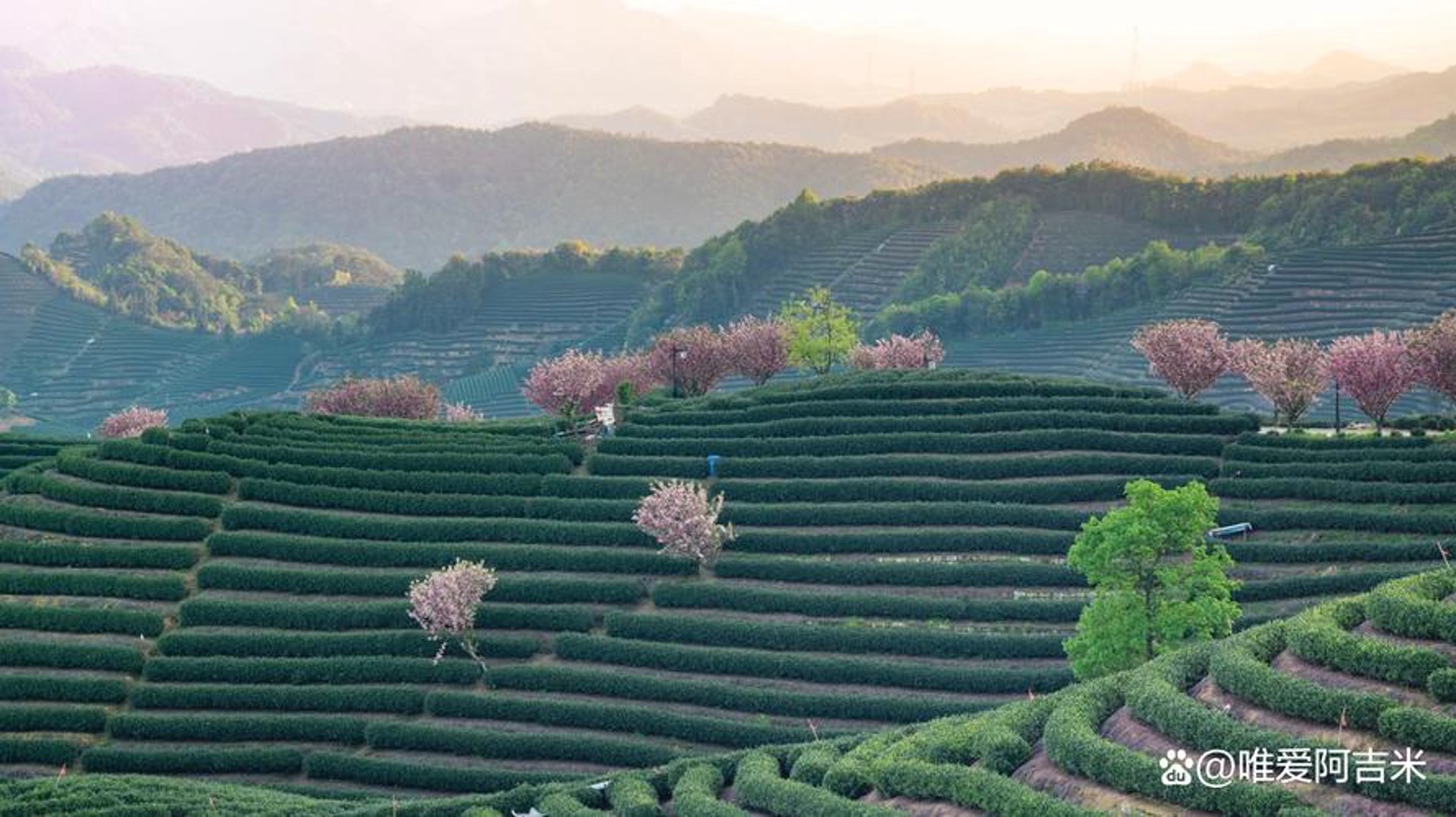 好龙井茶